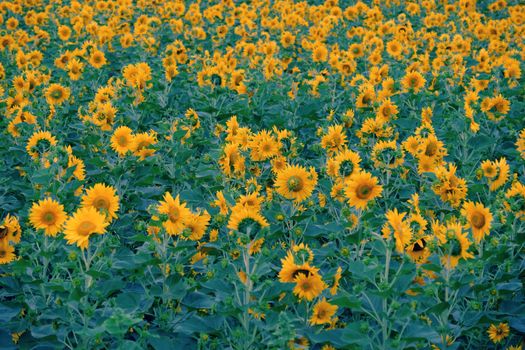 Beautiful landscape at Dalat countryside with sunflower field, yellow flower bloom vibrant, a beautiful place for Da Lat  travel 