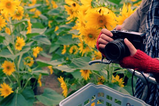 Woman hand with camera take photo at sunflower field of Dalat countryside, yellow flower bloom vibrant, a beautiful place for Da Lat travel in summer