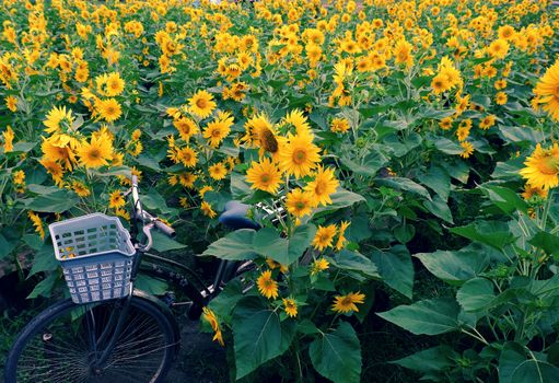 Bicycle at sunflower field of Dalat countryside, yellow flower bloom vibrant, a beautiful place for Da Lat travel in summer