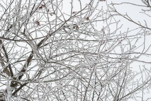 branches of a tree covered with frost on a frosty day