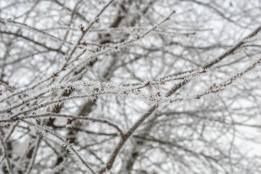 winter branches of trees sprinkled with hoarfrost