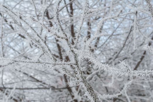 winter branches of trees sprinkled with hoarfrost