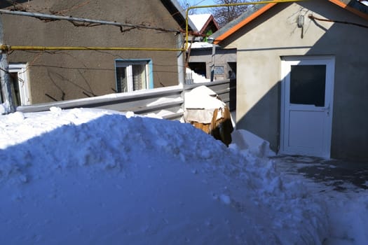 Great snow cover roofs, walkways, gardens, trees, objects