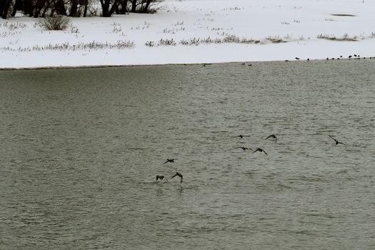Borcea river deep snow cover, buildings, boats, piers, walkways, trees, objects.
Birds fly over the river.