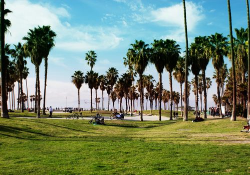 California Beach with palm trees