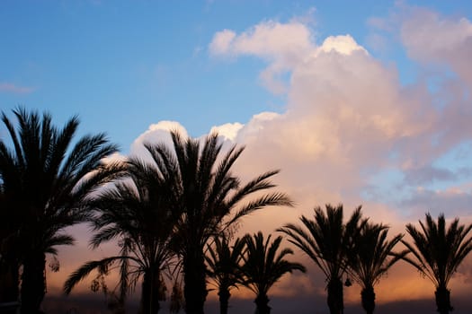 Silhouettes of palm trees against the sky during a tropical sunset.