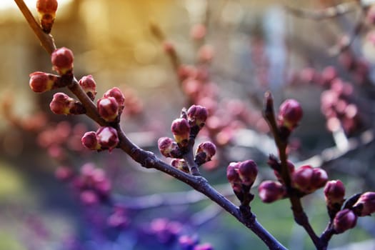 apricot flower bud on a tree branch, branch with tree buds. Blossom tree over nature background. Spring flowers. Spring Background. 