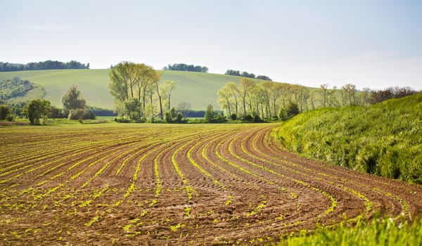 Arable spring land. Green spring farmland. Sunny rural spring landscape of South Moravia, Czech Republic. Trees near the countryside road