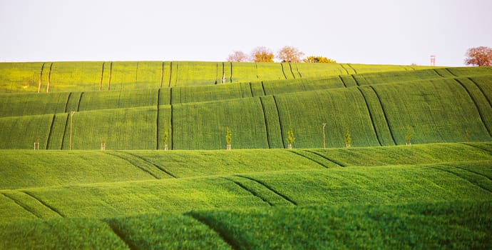 Spring green fields on hills. Agriculture wavy spring view. Spring rural landscape of South Moravia. Abstract pattern texture 