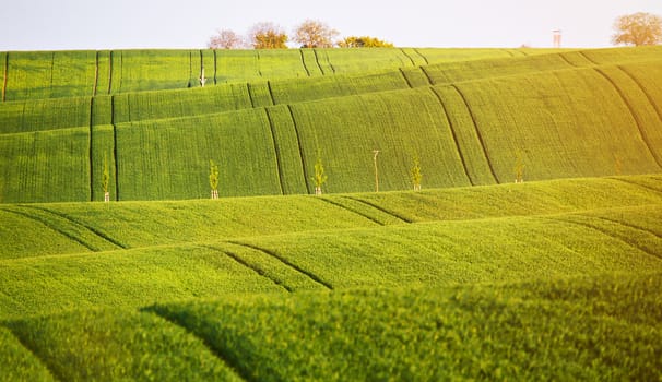 Abstract pattern texture of rolling wavy fields in spring. Spring green fields on hills.  The field of young wheat. Moravia, Czech Republic