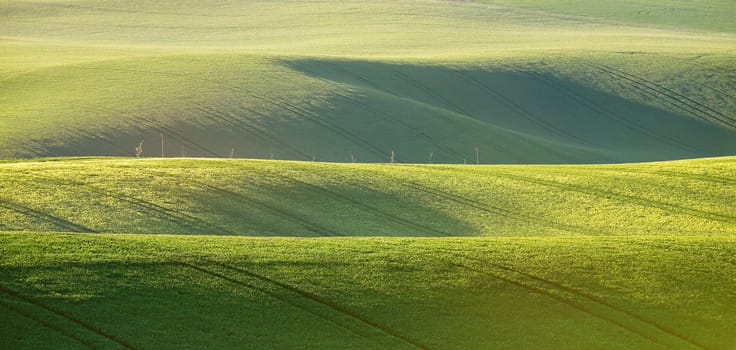 Abstract pattern texture of rolling wavy fields in spring. Spring green fields on hills. The field of young wheat. Moravia, Czech Republic