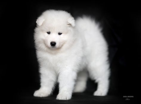 White Samoyed puppy on a black background