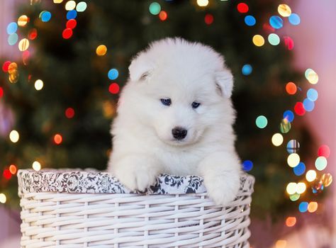 White Samoyed puppy in a basket