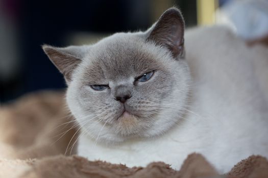 British white cat. British cat (color blue-point). British white cat with blue eyes