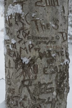 Graffitied carved beech tree in the snow with initials, and years.