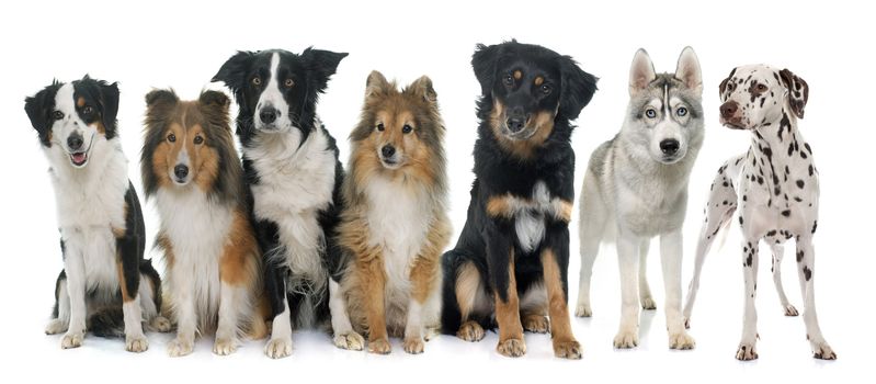 group of dogs in front of white background