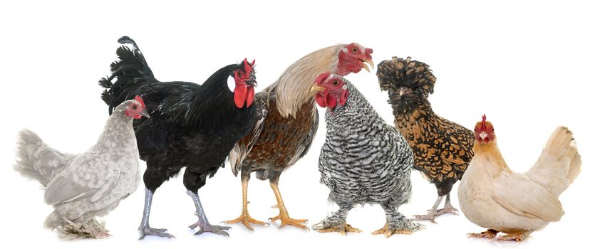 group of chicken in front of white background