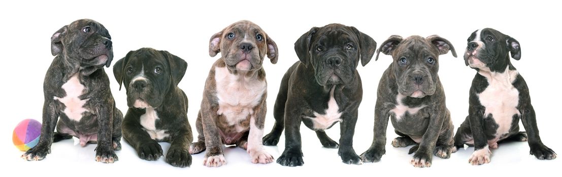 puppies american staffordshire terrier in front of white background