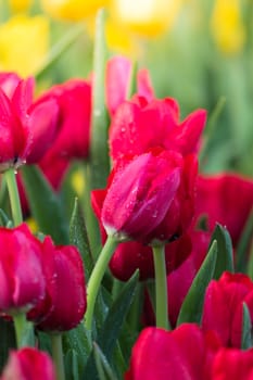 Tulip. Beautiful bouquet of tulips. colorful tulips. tulips in spring,colourful tulip