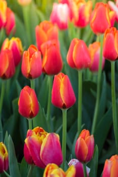 Tulip. Beautiful bouquet of tulips. colorful tulips. tulips in spring,colourful tulip