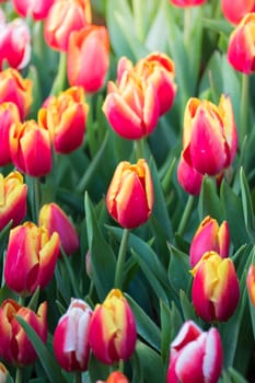 Tulip. Beautiful bouquet of tulips. colorful tulips. tulips in spring,colourful tulip