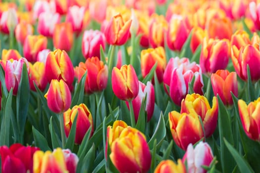 Tulip. Beautiful bouquet of tulips. colorful tulips. tulips in spring,colourful tulip