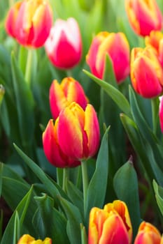 Tulip. Beautiful bouquet of tulips. colorful tulips. tulips in spring,colourful tulip