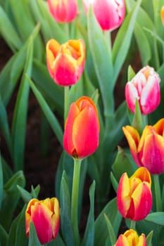 Tulip. Beautiful bouquet of tulips. colorful tulips. tulips in spring,colourful tulip