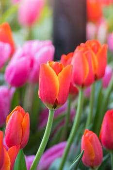 Tulip. Beautiful bouquet of tulips. colorful tulips. tulips in spring,colourful tulip