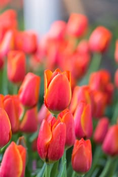 Tulip. Beautiful bouquet of tulips. colorful tulips. tulips in spring,colourful tulip