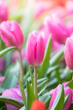 Tulip. Beautiful bouquet of tulips. colorful tulips. tulips in spring,colourful tulip