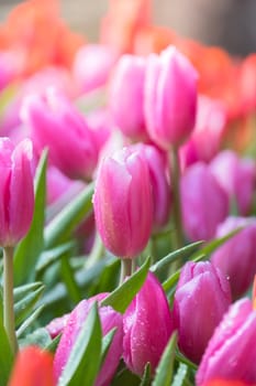 Tulip. Beautiful bouquet of tulips. colorful tulips. tulips in spring,colourful tulip