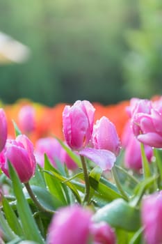 Tulip. Beautiful bouquet of tulips. colorful tulips. tulips in spring,colourful tulip