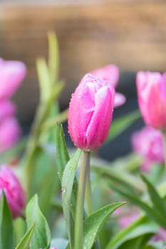 Tulip. Beautiful bouquet of tulips. colorful tulips. tulips in spring,colourful tulip