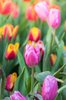 Tulip. Beautiful bouquet of tulips. colorful tulips. tulips in spring,colourful tulip