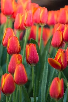 Tulip. Beautiful bouquet of tulips. colorful tulips. tulips in spring,colourful tulip