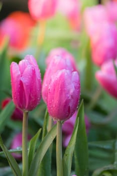 Tulip. Beautiful bouquet of tulips. colorful tulips. tulips in spring,colourful tulip