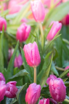 Tulip. Beautiful bouquet of tulips. colorful tulips. tulips in spring,colourful tulip