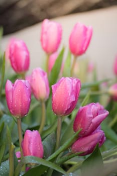 Tulip. Beautiful bouquet of tulips. colorful tulips. tulips in spring,colourful tulip