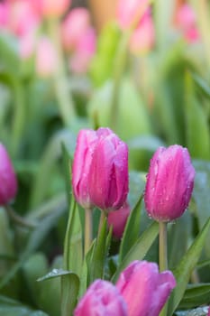 Tulip. Beautiful bouquet of tulips. colorful tulips. tulips in spring,colourful tulip