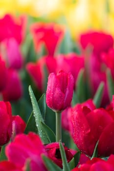 Tulip. Beautiful bouquet of tulips. colorful tulips. tulips in spring,colourful tulip