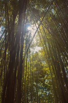 Bamboo forest with light from the sun.
