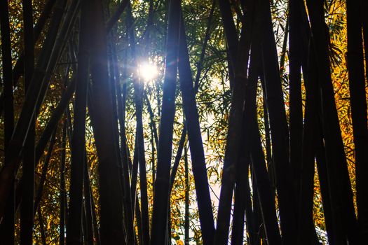 Bamboo forest with light and shadow from the sun.