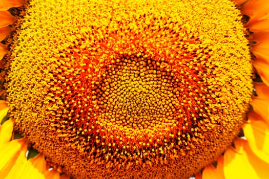 Surface with a beautiful sunflower of pollen.