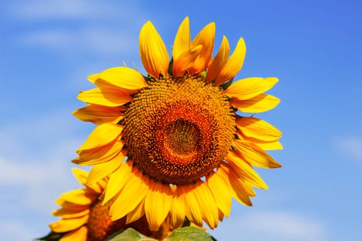 beauty of sunflowers with the blue sky.