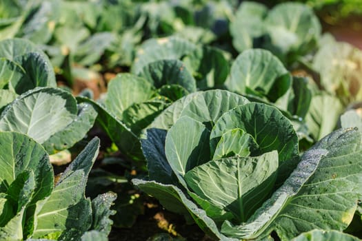 Cabbage in the field with dew on the leaves.