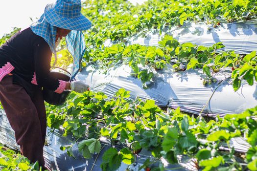 Gardeners are picking strawberries in a field.