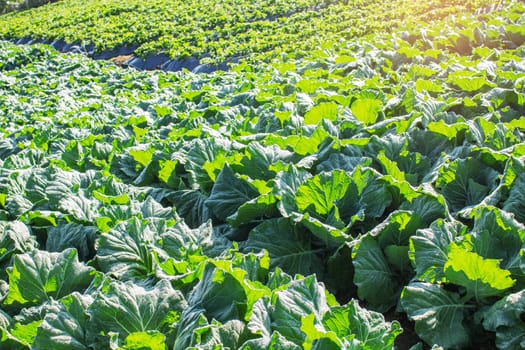 Lettuce on the field with the sunlight in the morning.