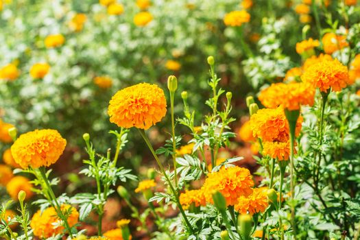 Beautiful of marigold in a plantation.