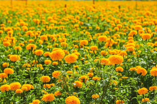 Marigold of colorful on the field.